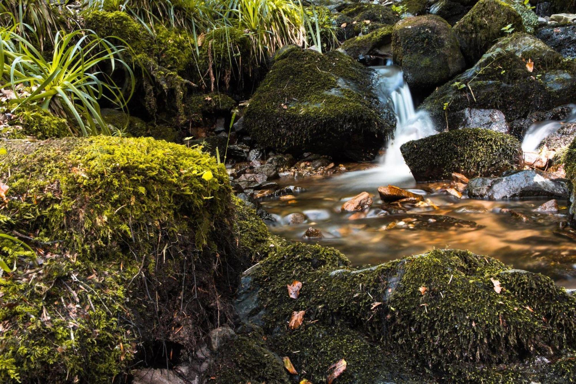 Ferienwohnung Am Kapellenberg - Am Rande Des Nationalparks Schwarzwald باد بيترستال غريسب المظهر الخارجي الصورة